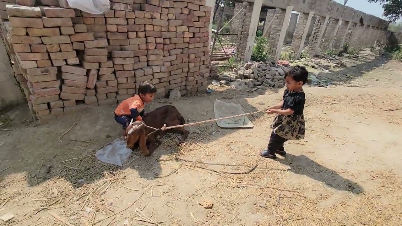 These Kids Tried Controlling a Goat… Instantly Regretted It! 🐐😂