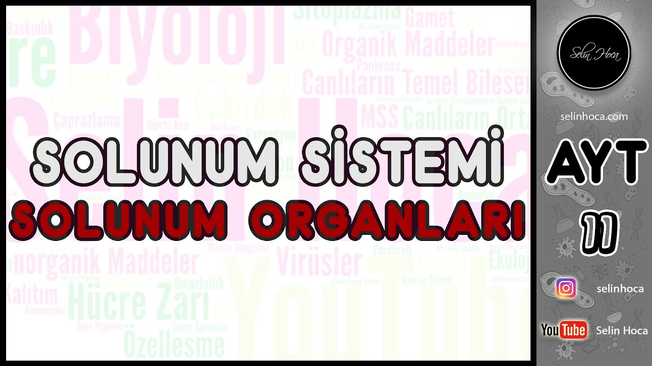 25) Solunum Sistemi - Solunum Organları