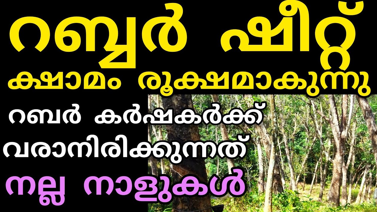 റബർ കർഷകർക്ക് വരാനിരിക്കുന്നത് നല്ല ദിവസങ്ങൾ | Manojnediyackal rubber tapping 