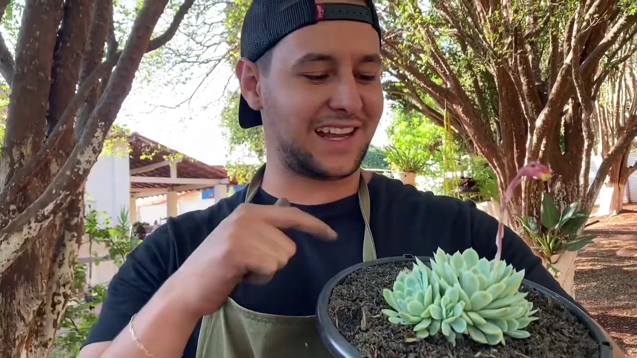 PRODUTORES DE SUCULENTAS 🍀EPISÓDIO 3...UM DESAFIO CHAMADO ‘CALY ARGENTEA ‘