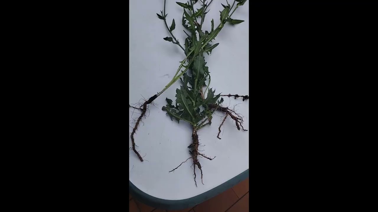 La chicor&eacute;e sauvage pr&eacute;paration perso