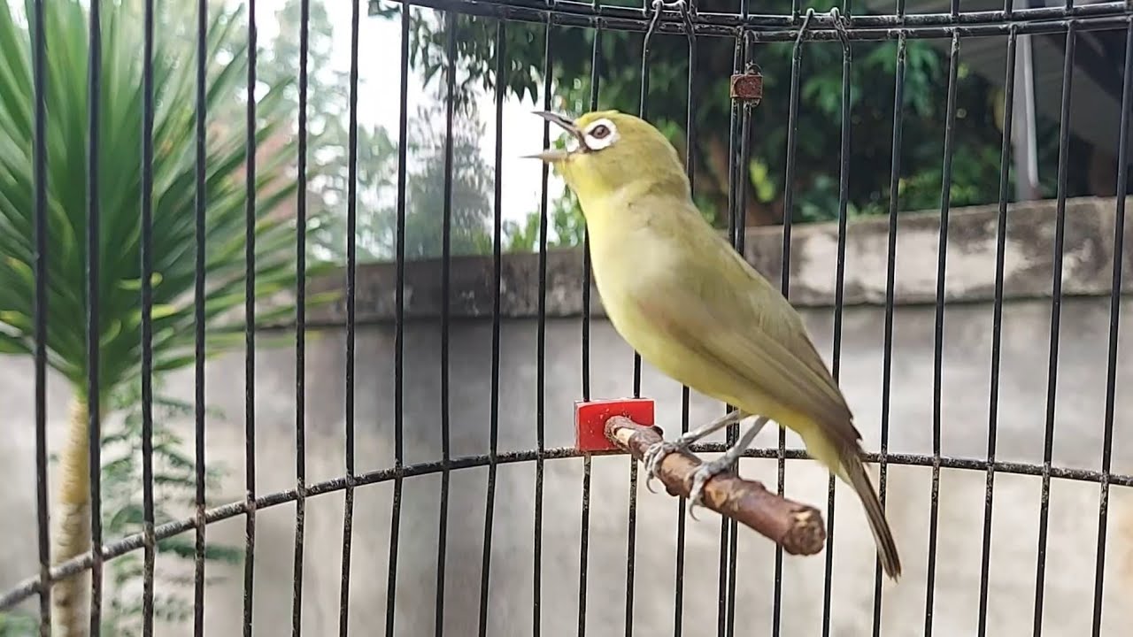 Masteran Pleci Bahan dengan Suara Pleci Lombok Gacor Isian Rapat - Kecial Kuning Jos 206
