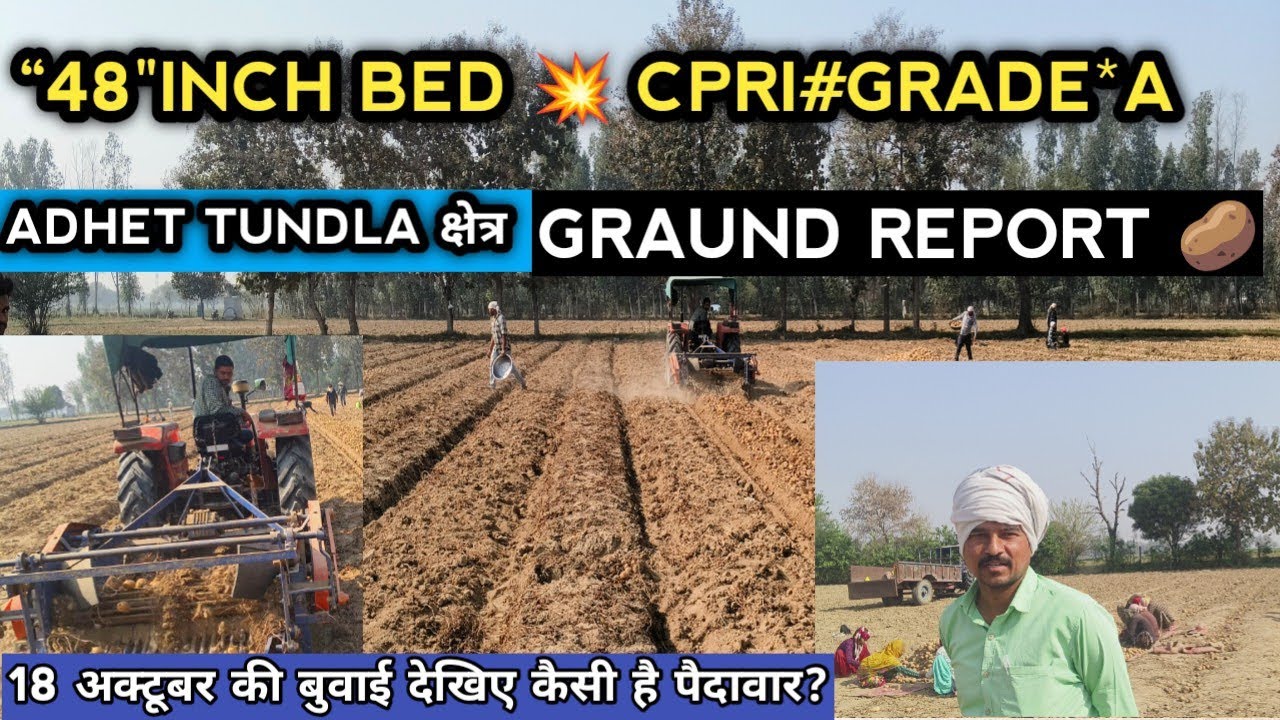 देखिए 🥔48 INCH BED CPRI 3797 आलू पैदावार 🚜की GRAUND REPORT 🥔 बंपर पैदावार की हालत खराब😭2026
