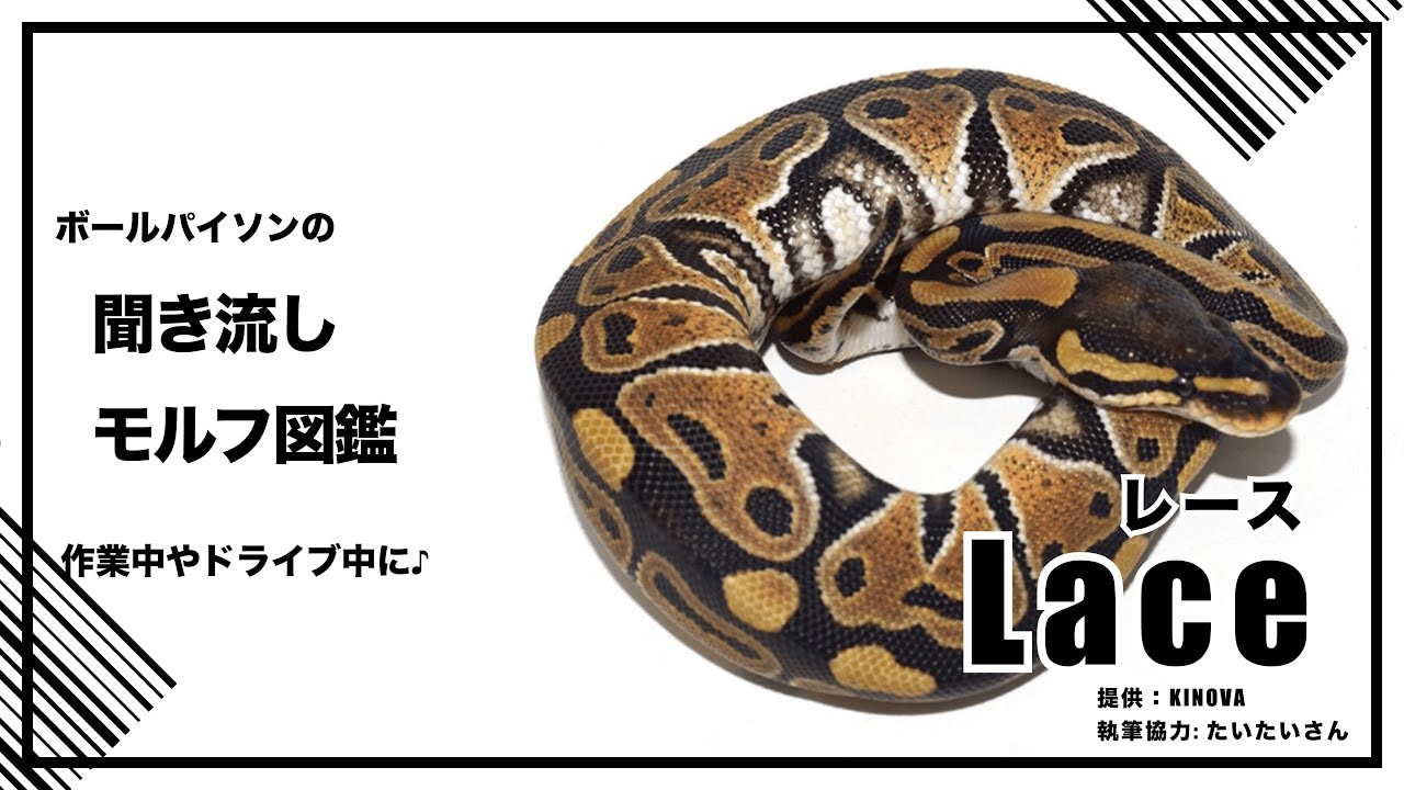 ボールパイソンの聞き流し モルフ図鑑 レース Lace