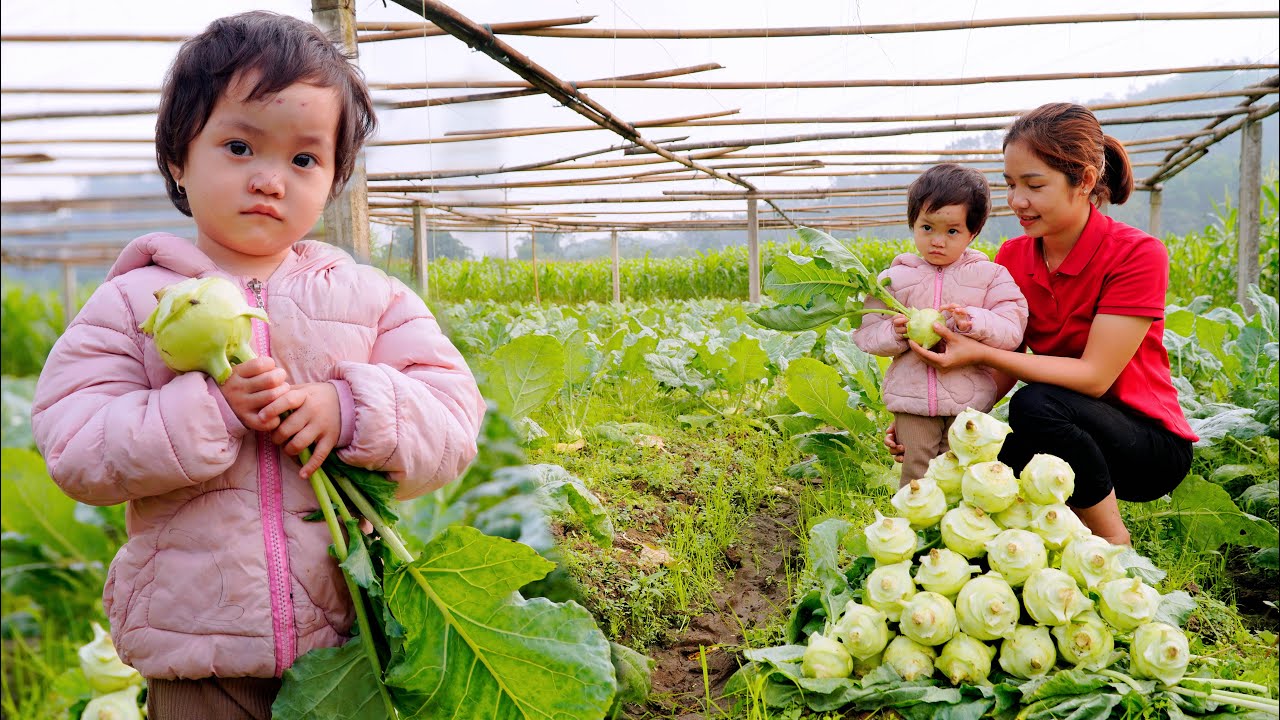 Harvesting Kohlrabi Bulbs go to the market to sell - Cook for your baby - Teach your child to study