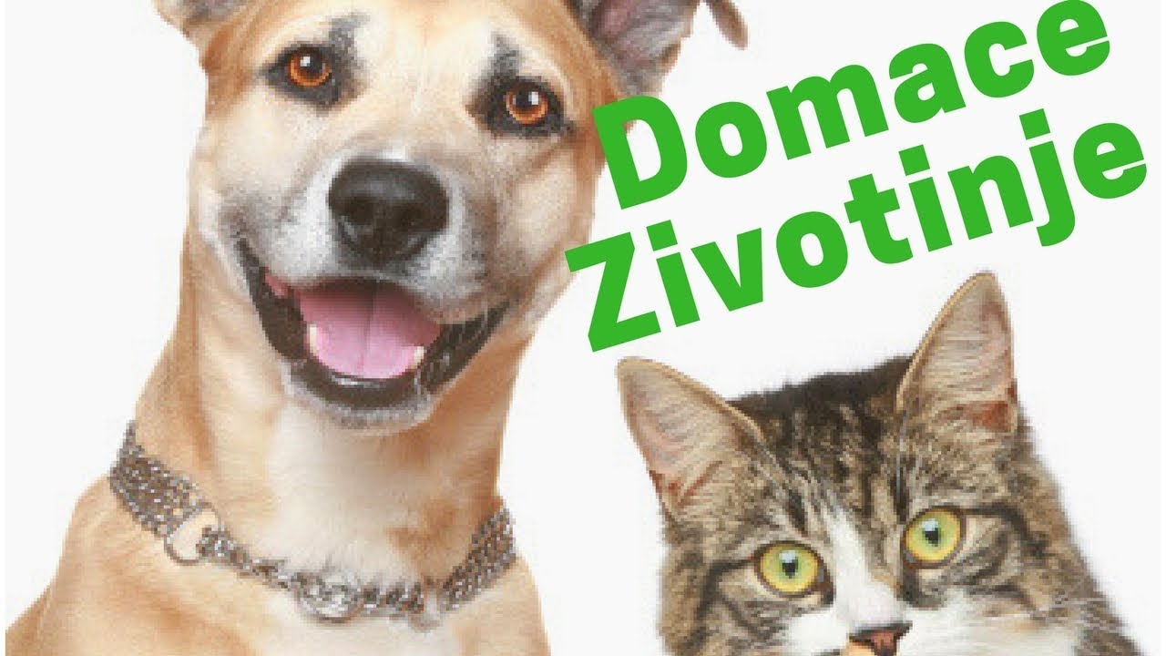 Zvuci domacih zivotinja