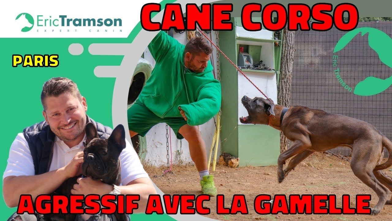(Paris) Cane Corso agressif à la gamelle : Que faire pour l’éduquer ?