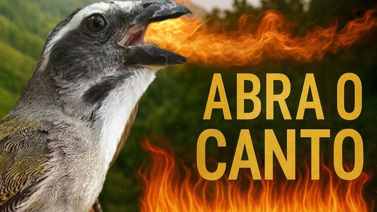 CANTO PARA ESQUENTAR TRINCA FERRO 🚀ABRA O CANTO ESTIMULA A CANTAR