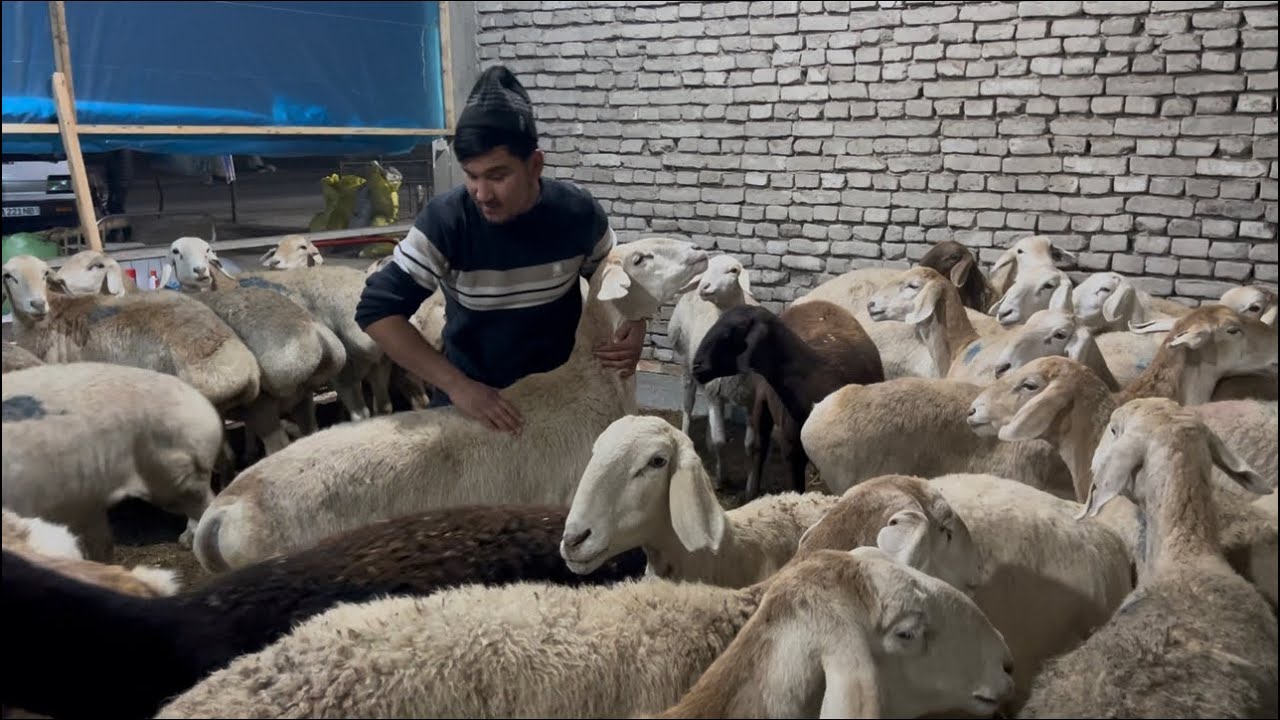 100% TOZZA AVGAN SOVLUQLAR YETIB KELDI SHOSHLING