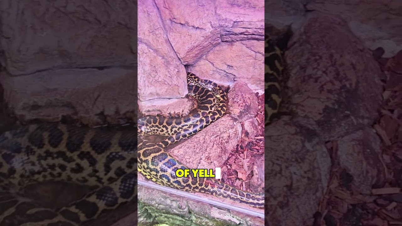 The size of these Yellow Anacondas  🫣 @thereptilezootv #declanclinesnakes #anaconda #snake