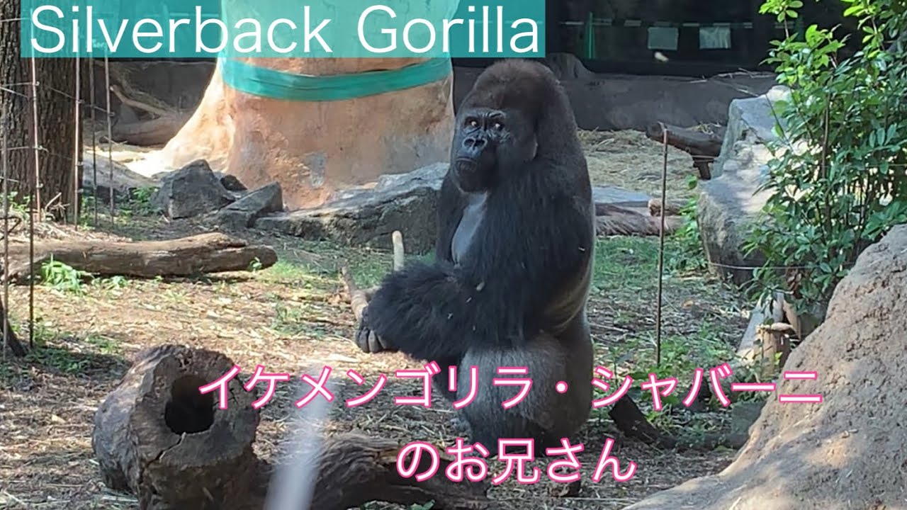 Silverback Gorilla イケメンゴリラ・シャバーニのお兄さん
