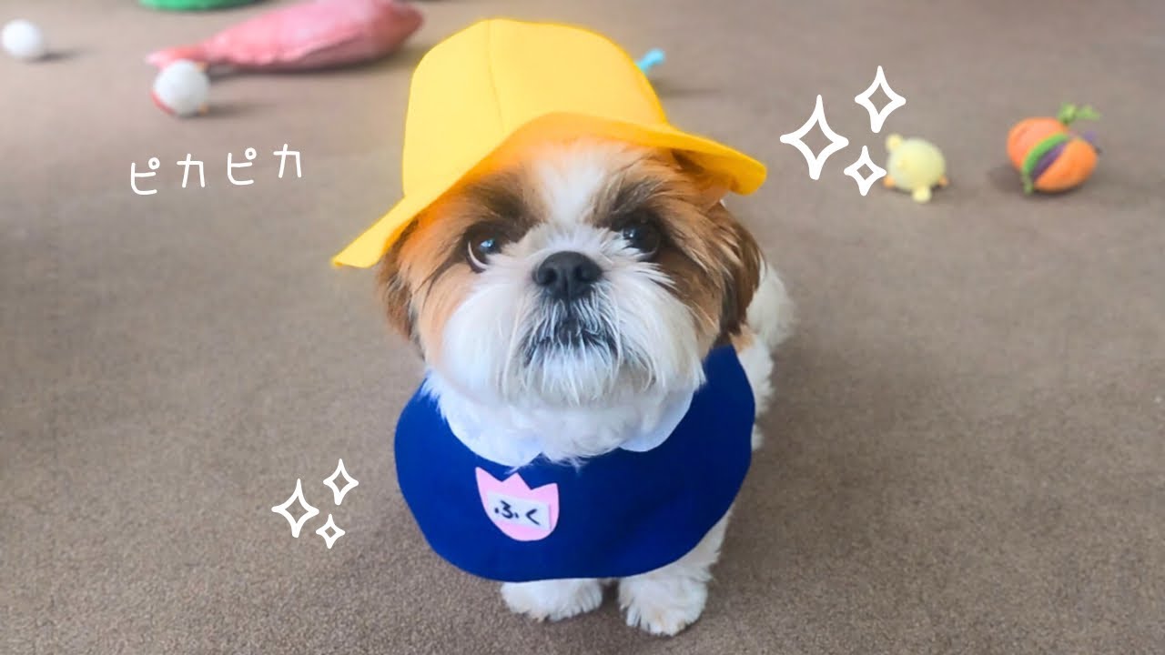 【シーズー】今日から幼稚園に入園します🌸（動画の後半にお知らせがあります。）【犬Vlog】