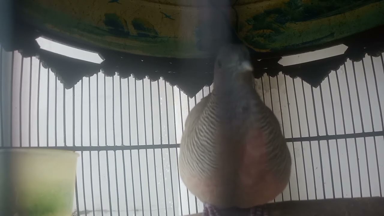 PANCINGAN SUARA BURUNG PERKUTUT BANGKOK MANGGUNG GACOR