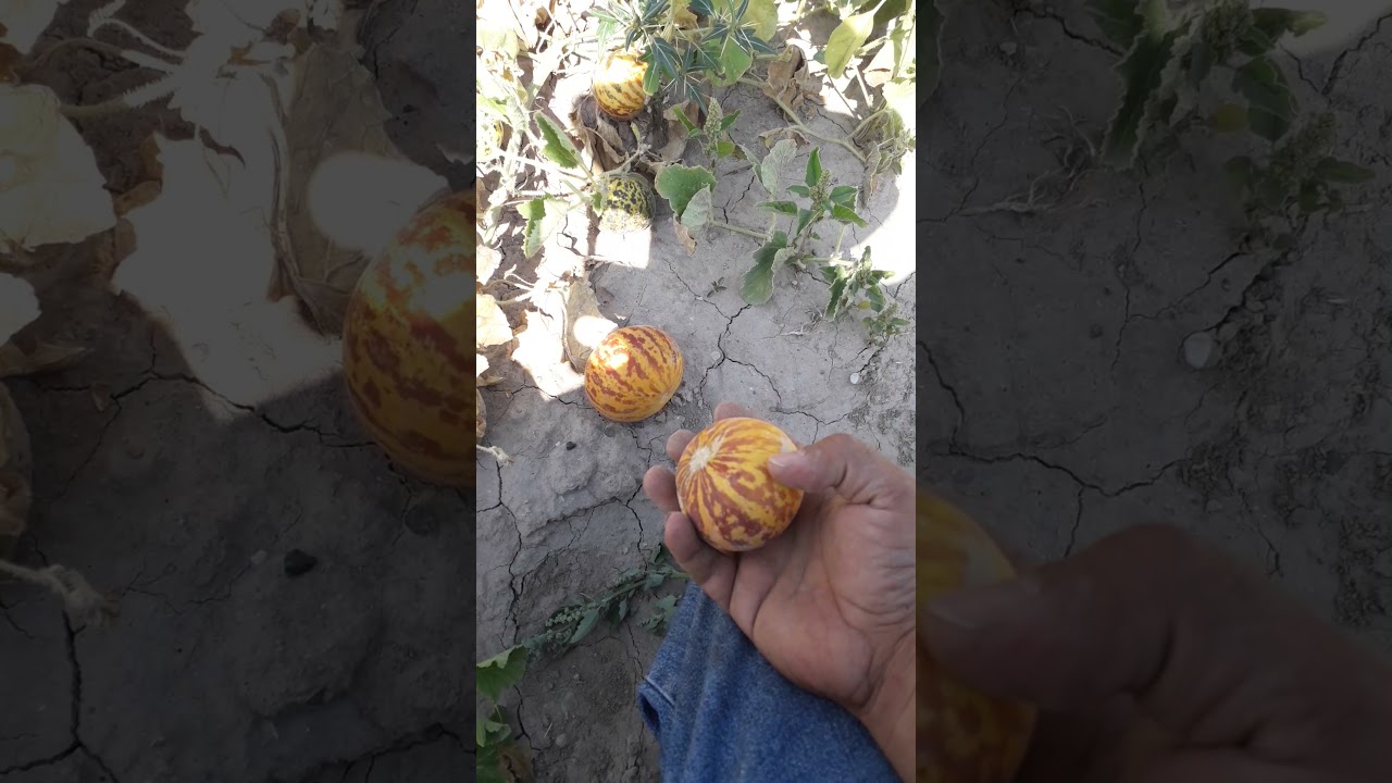 Bir Kültür Mirası Doğal Parfüm  ŞAMAMA ,ŞEMENE,MİS KAVUNU