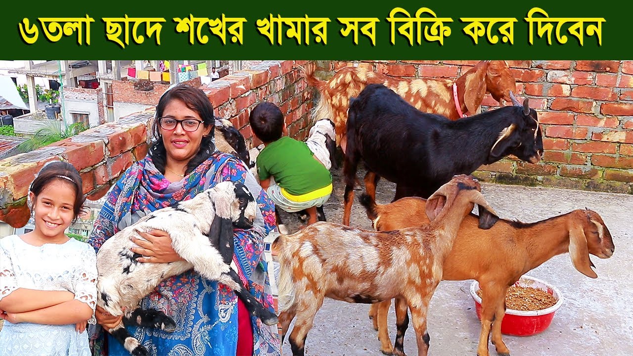 ৬তলা ছাদে শখের ছাগলের খামার সব ছাগল বিক্রি করে দিবেন এই নারী goat farm