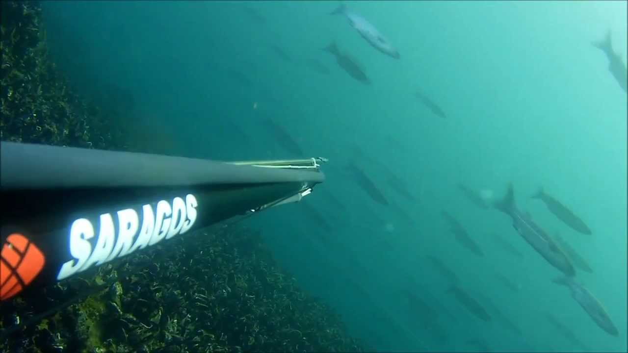 SpearFishing By Ozan Önen; Levrek ve Lüfer ''Seabass and Bluefish'' compilation