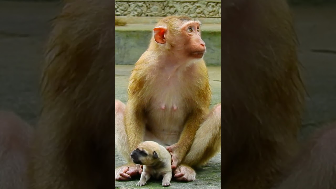 Never seen a monkey give birth puppy