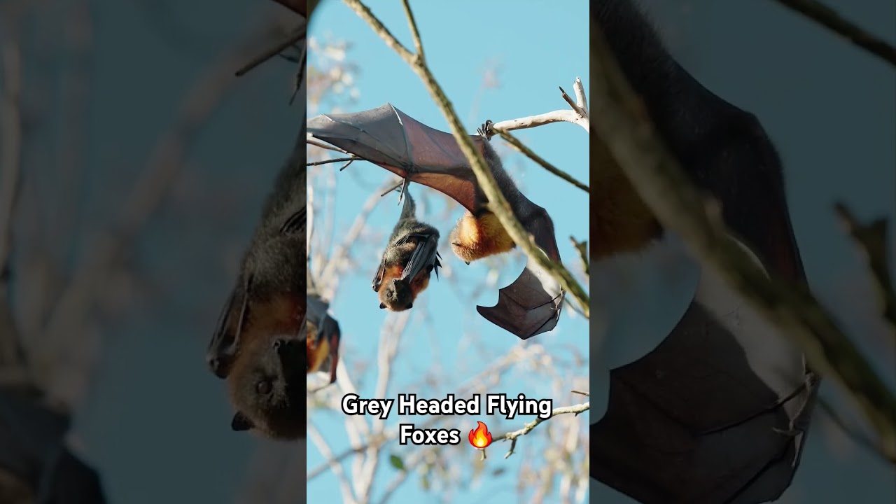 Grey Headed Flying Foxes are large sized Bats.