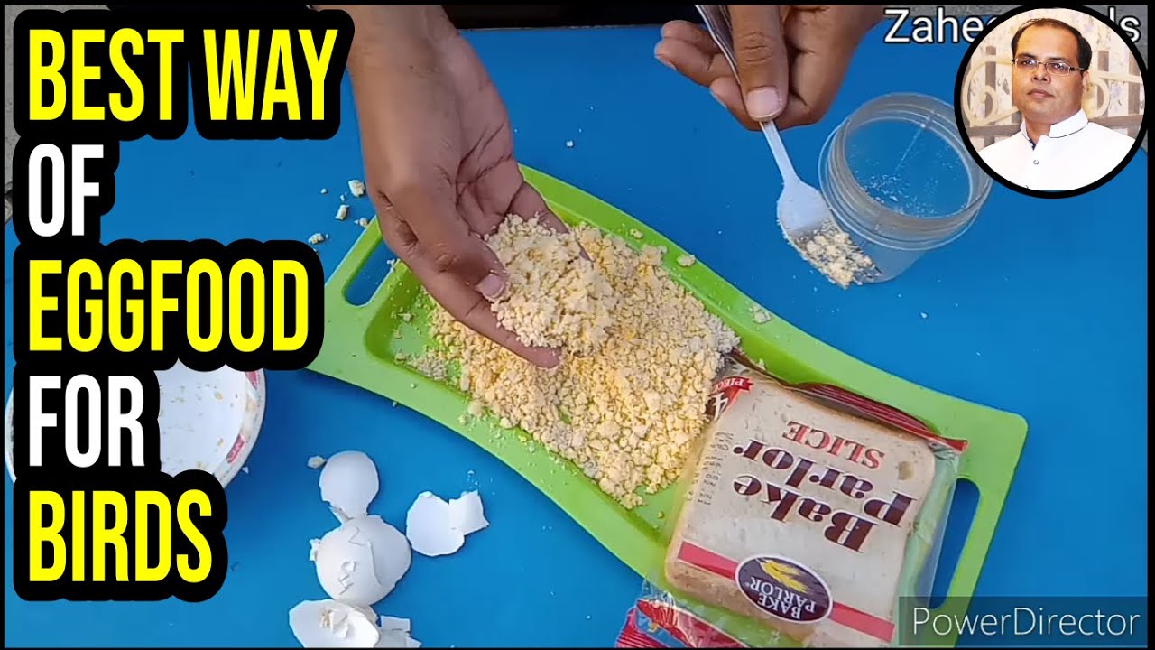 How to Make Best Egg food for finches, java, dove, cocktail and other birds | Prepare | Zaheer birds