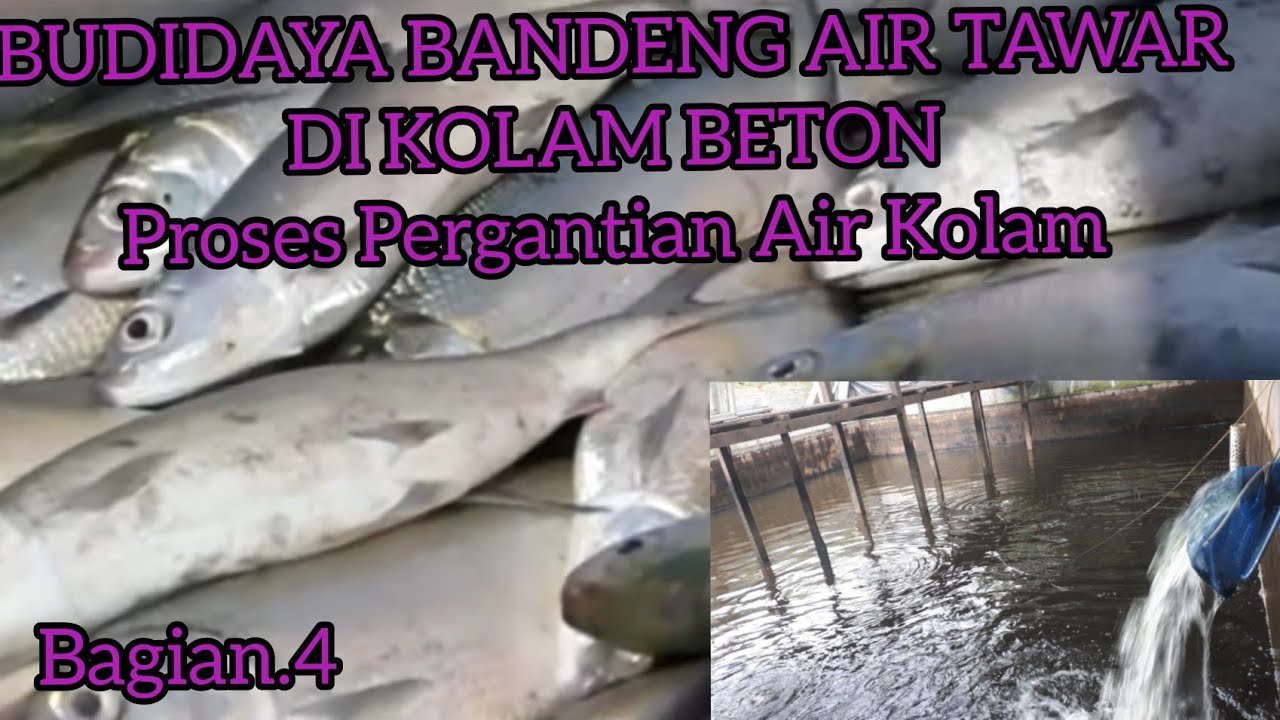 BUDIDAYA IKAN BANDENG TAWAR. Bagian.4#bandeng #tuna #mancing #gondronglabanan #lele #anggrek