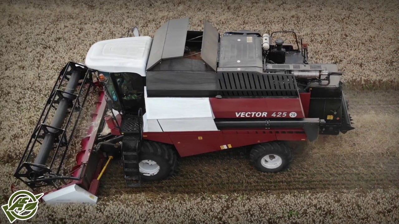 Őszi búza aratás Nemesgörzsönyben Versatile Vector 425 kombájnnal