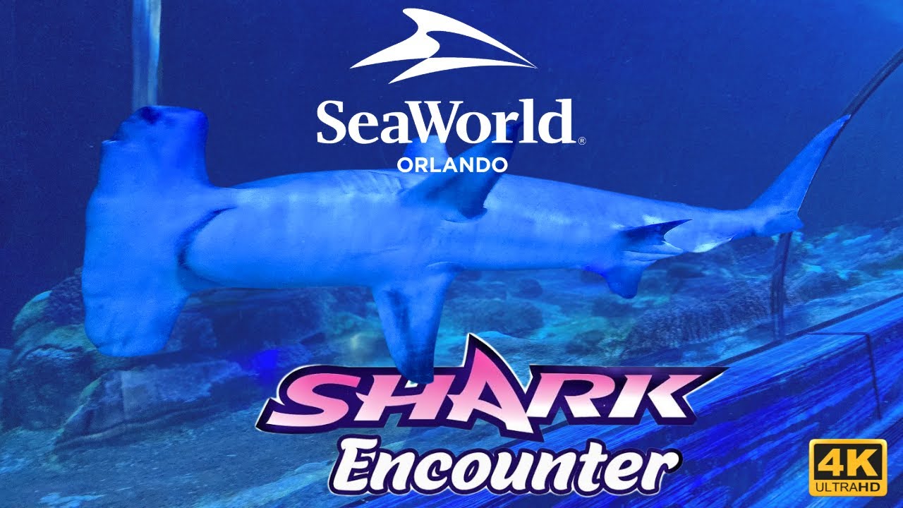 Shark Encounter Full Tour 2025 🦈 | Up-Close Sharks Experience in 4K POV