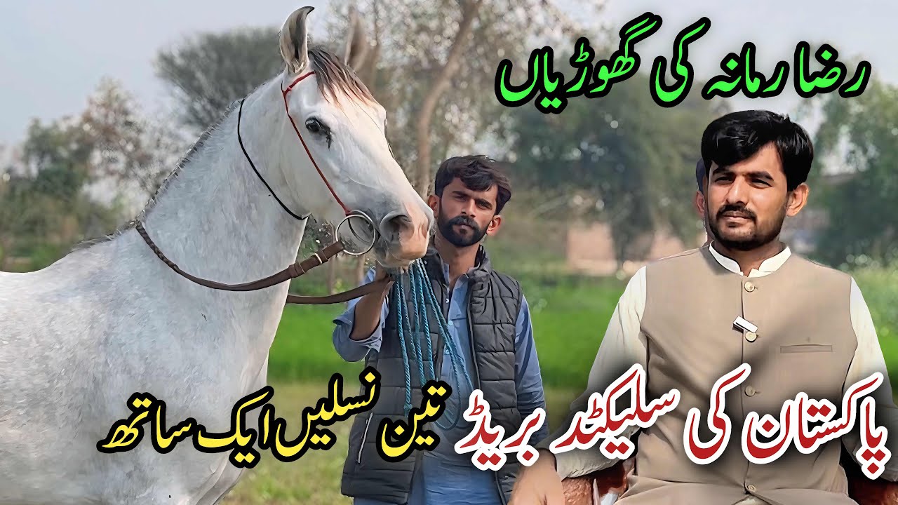 Pakistani Desi Ghodion ka Farm || Pakistani Horse Farm