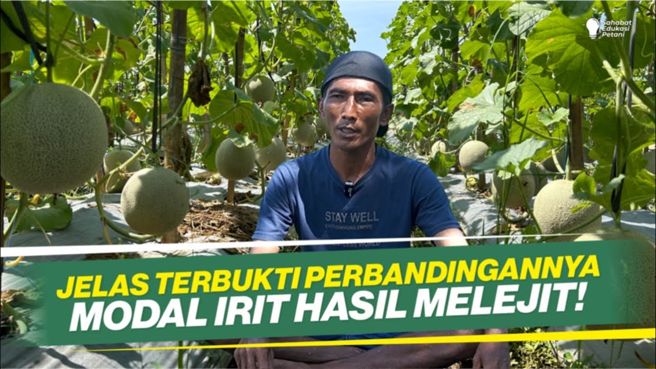 PERAWATAN MUDAH & RAMAH DIKANTONG‼ BUDIDAYA MELON DIDATARAN RENDAH‼
