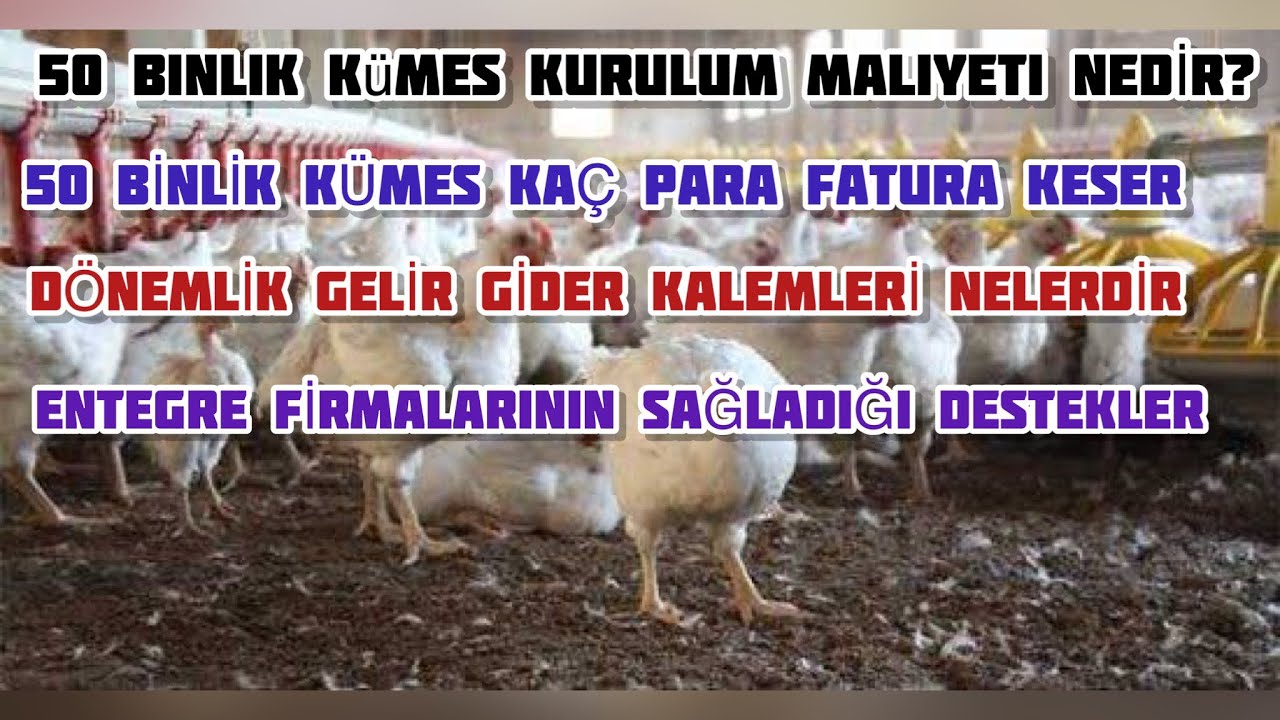 TAVUK ÇİFTLİĞİ KURULUM MALİYETLERİ ~ 50 BİNLİK ÇİFTLİK NE KADARA KURULUR AYLIK GELİR GİDER KALEMLERİ