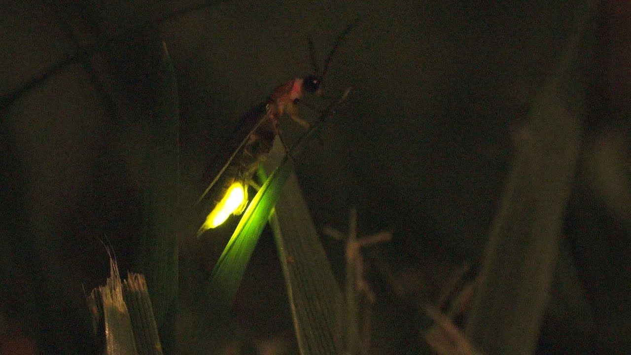 Big Dipper lightning bugs (fireflies) in the grass in Knoxville - 4K