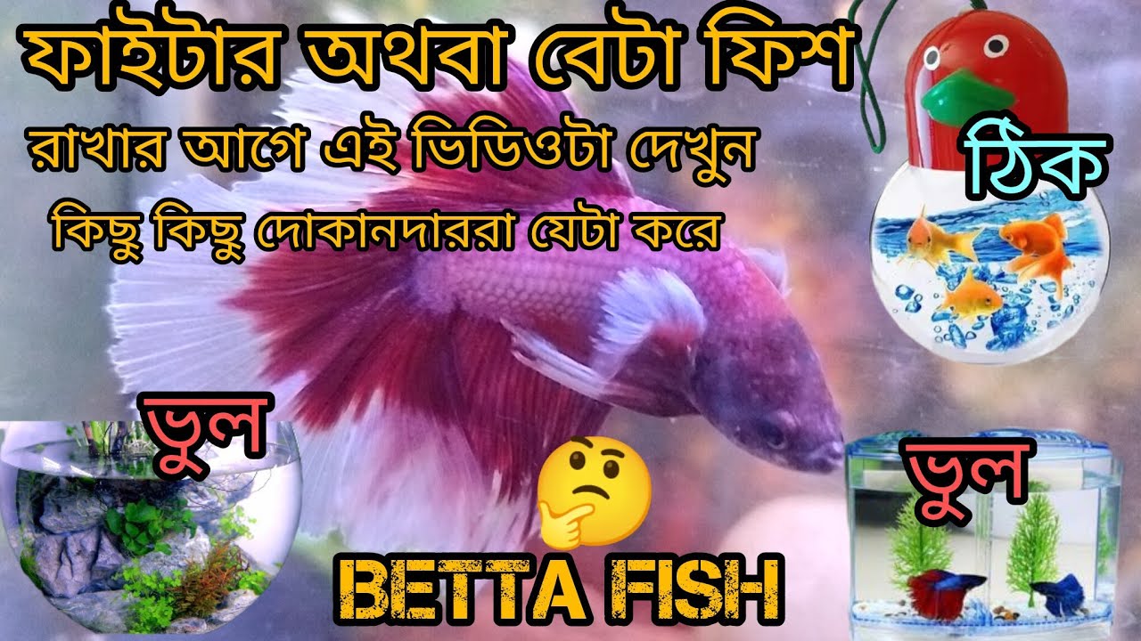 ভিডিওটা লাস্ট অব্দি দেখুন আর gift🎁নিয়ে যান ফাইটার অথবা বেটা ফিস কিনার আগে এই ভিডিওটা অবশ্যই দেখুন 