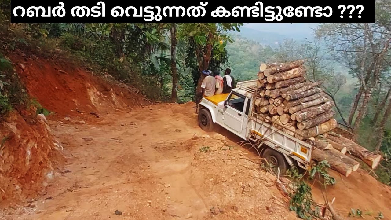 ഇങ്ങനെയാണ് ഇവിടെ തടി വെട്ടുന്നത് | Rubber Tree Cutting and Loading in Lorry In Kerala 