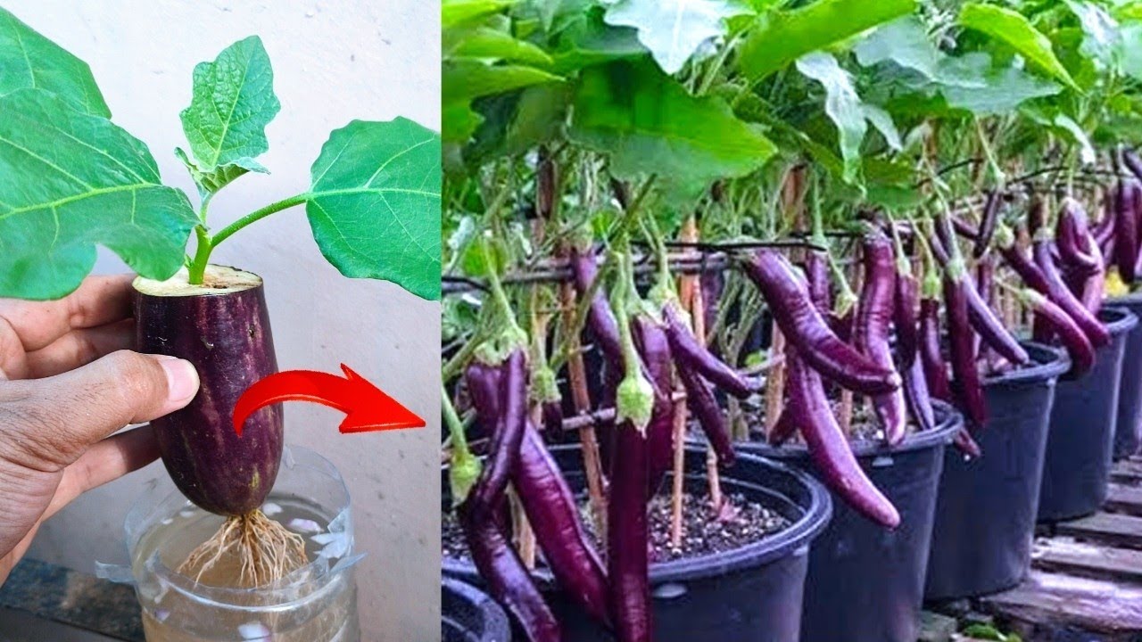 Best Skills Growing Eggplants from eggplant fruit in water  100% success