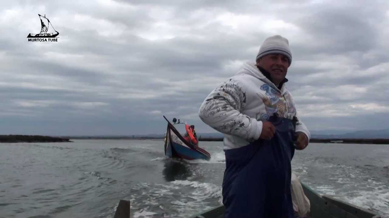 Pesca do savel na ria de Aveiro