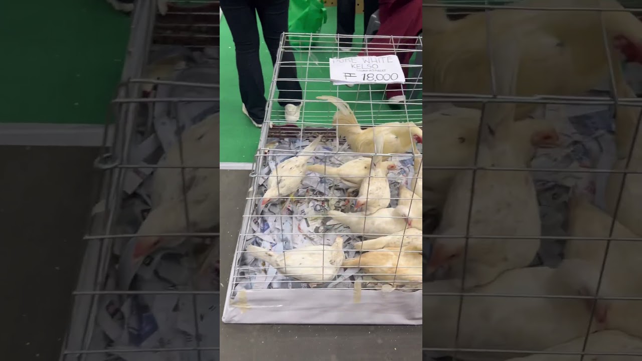 WHITE KELSO of Firebird Gamefarm         (No animals were harmed during the making of this video)