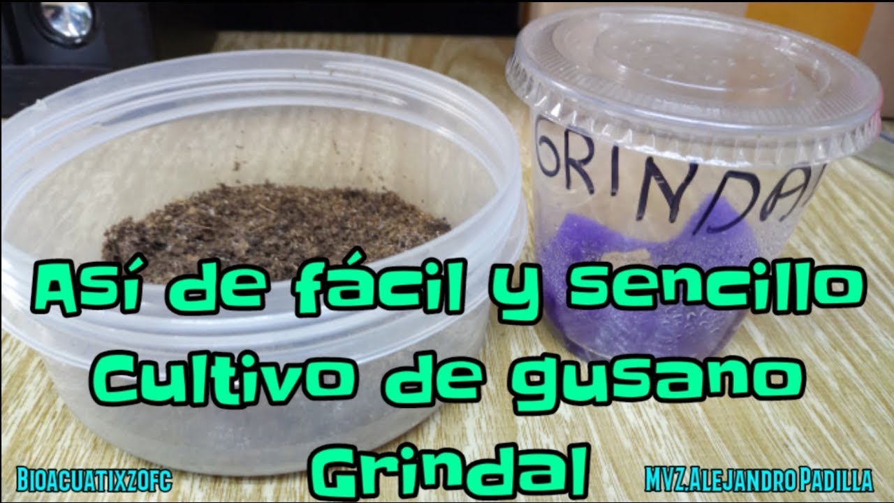 Como poner un cultivo de gusano grindal