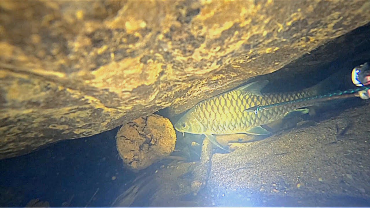Nembak ikan malam hari
