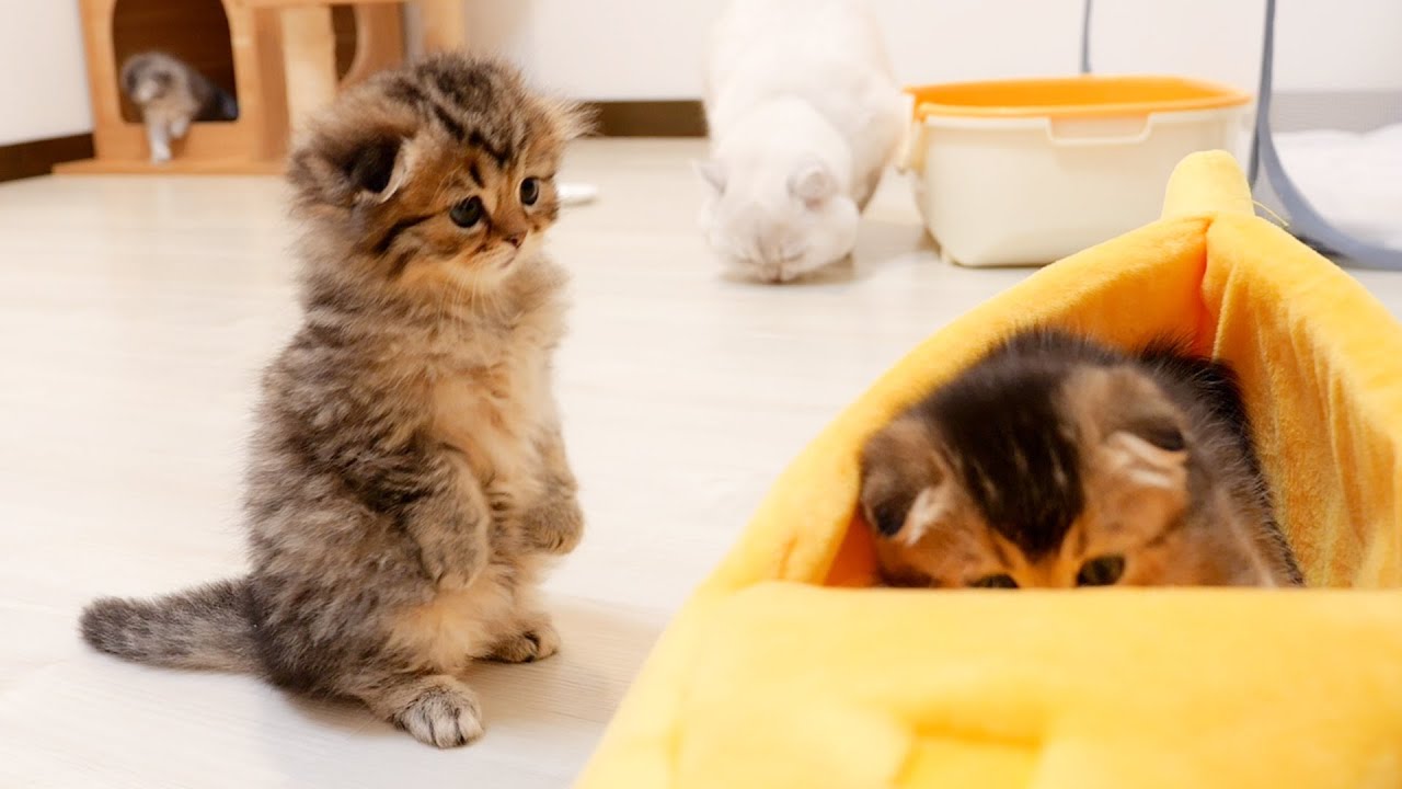 The battle over the bed between the older brother kitten and the younger sister kitten is too cute.