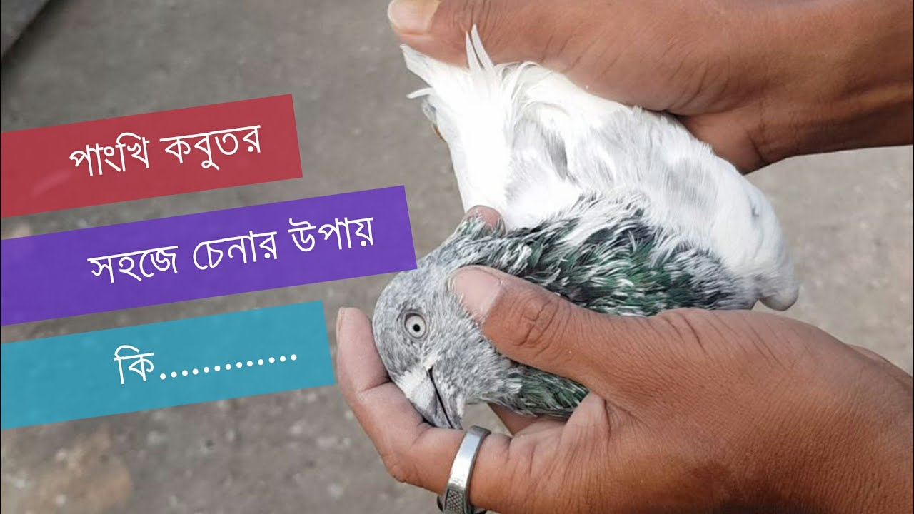 পাংখি কবুতর সহজে চেনার উপায় কি | The easy way to know a pankhi pigeon | Kobutor PRO