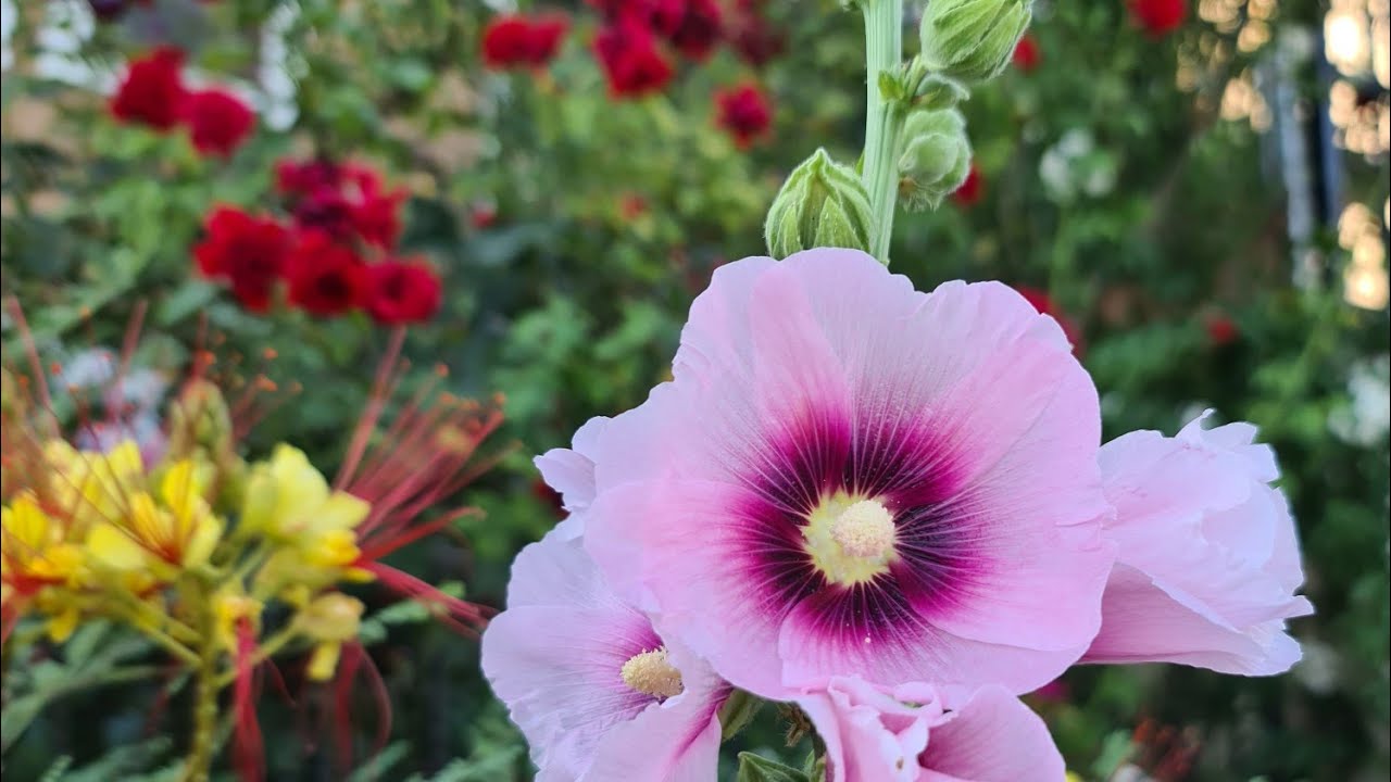 Hatmigül (Alcea rosea)
