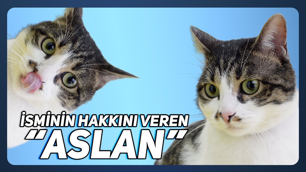 İSMİNİN HAKKINI VEREN KEDİ: ASLAN - Hem Asabi Hem Uysal😺