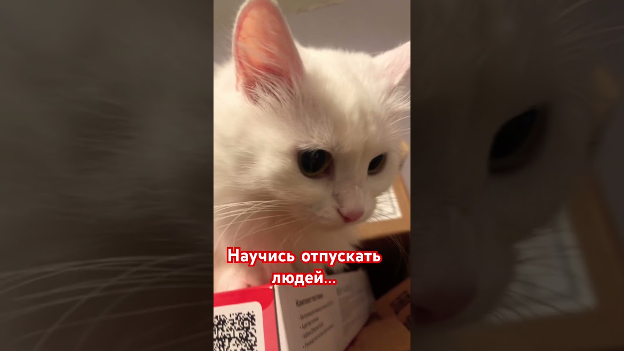 #мирумир #cat #котофейка #видосыоткота #любовь #веселыекоты #cute #прикольныекоты #pets #кошка