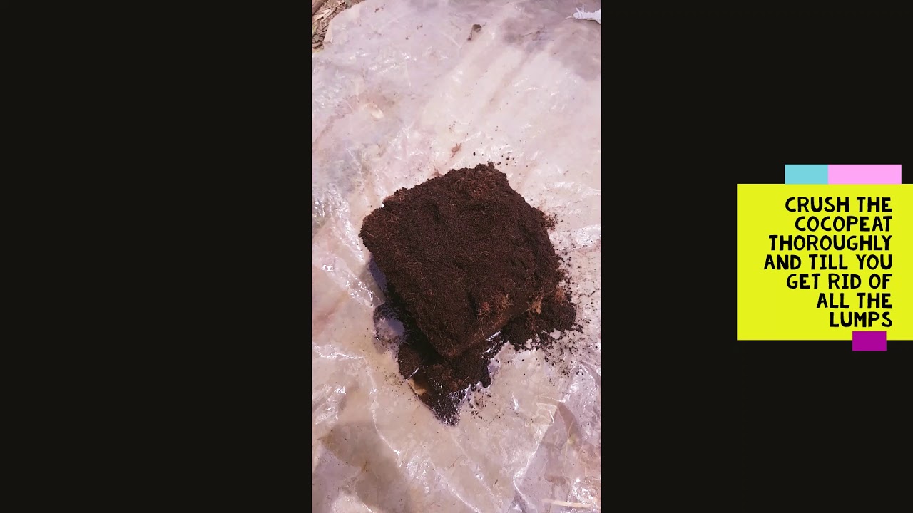 Using Cocopeat to Raise Healthy Nursery Plants