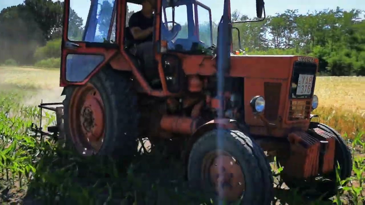 Kukorica sorközművelőzés.