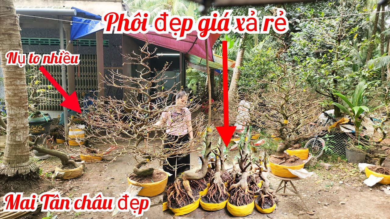 31/1 chị Vân 0857703620 phôi mai giảo bonsai đế đẹp hoành to giá rẻ xả hàng |MaivàngThanhTâm