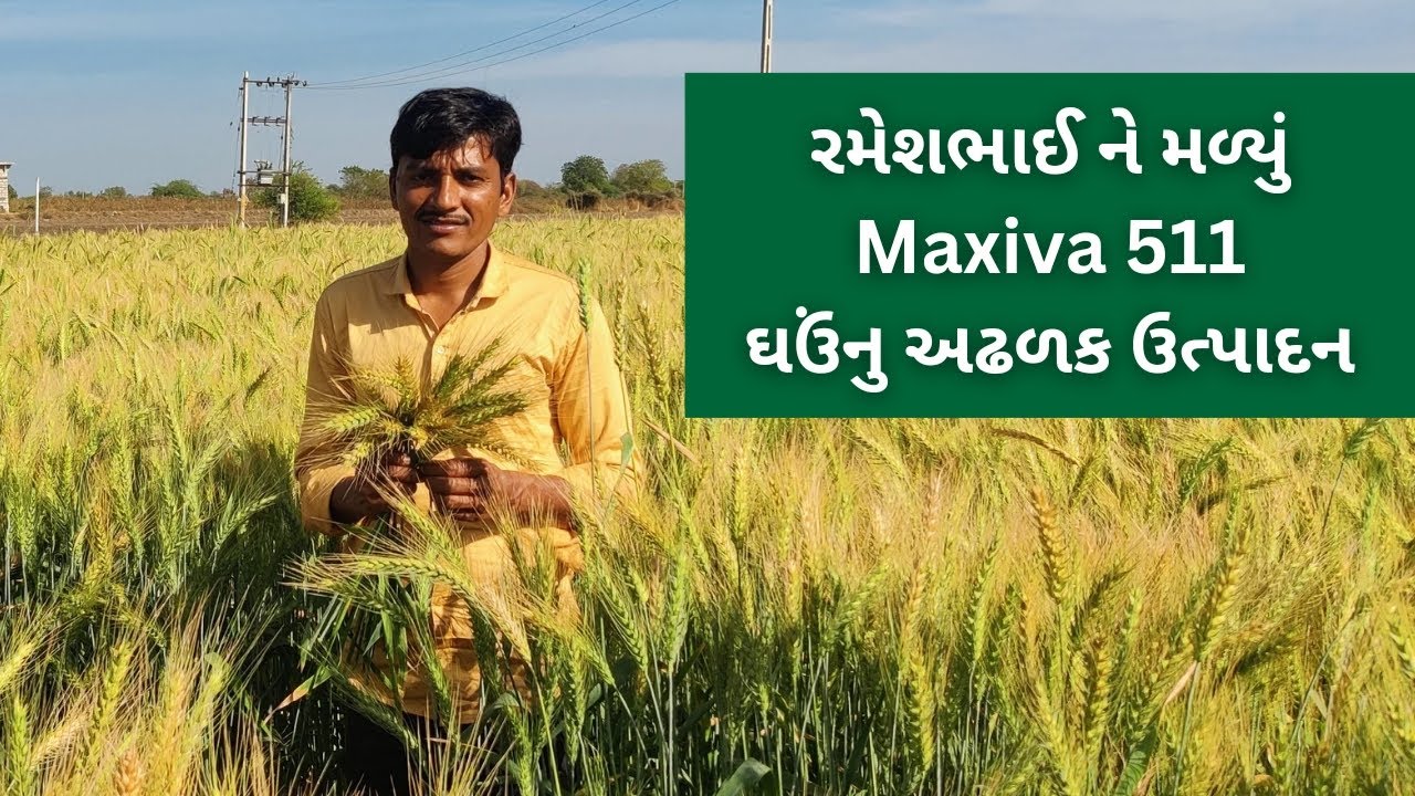 મેકસીવા 511 ઘઉં નું મળ્યું અઢળક ઉત્પાદન | Maxiva 511 Research Wheat Variety | Maxiva Crop Care