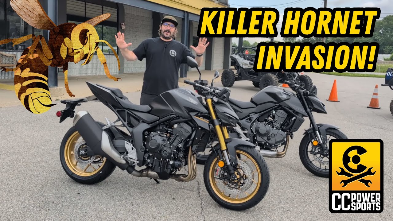 Killer Hornets are Here!