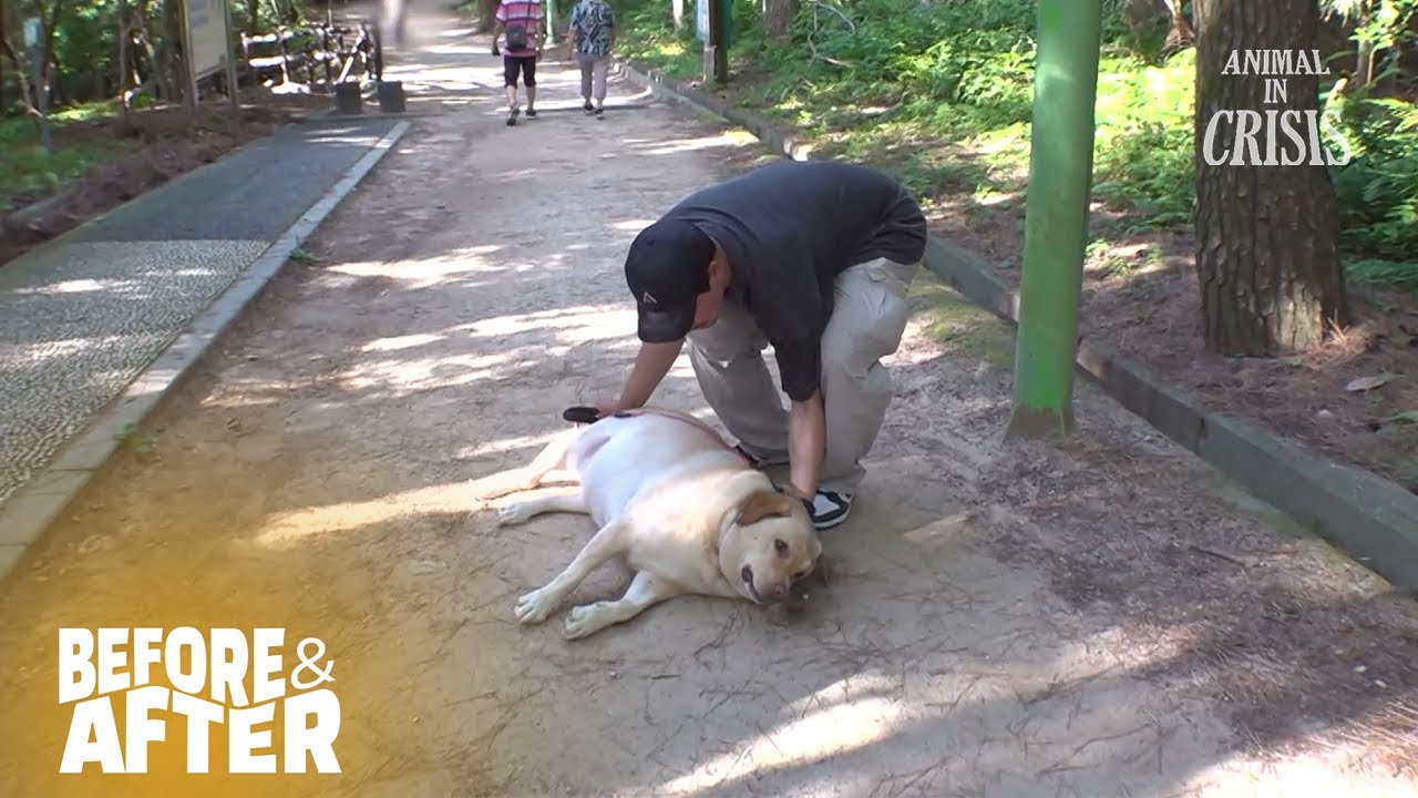 Obese Dog Refuses To Walk l Before & After Makeover Ep 165