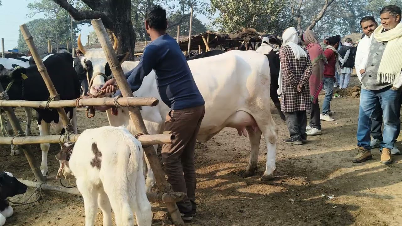 majhwari dumranw @# cow 🐄 for sell in majhwari dumranw buxar Bihar se nya video S pandey 
