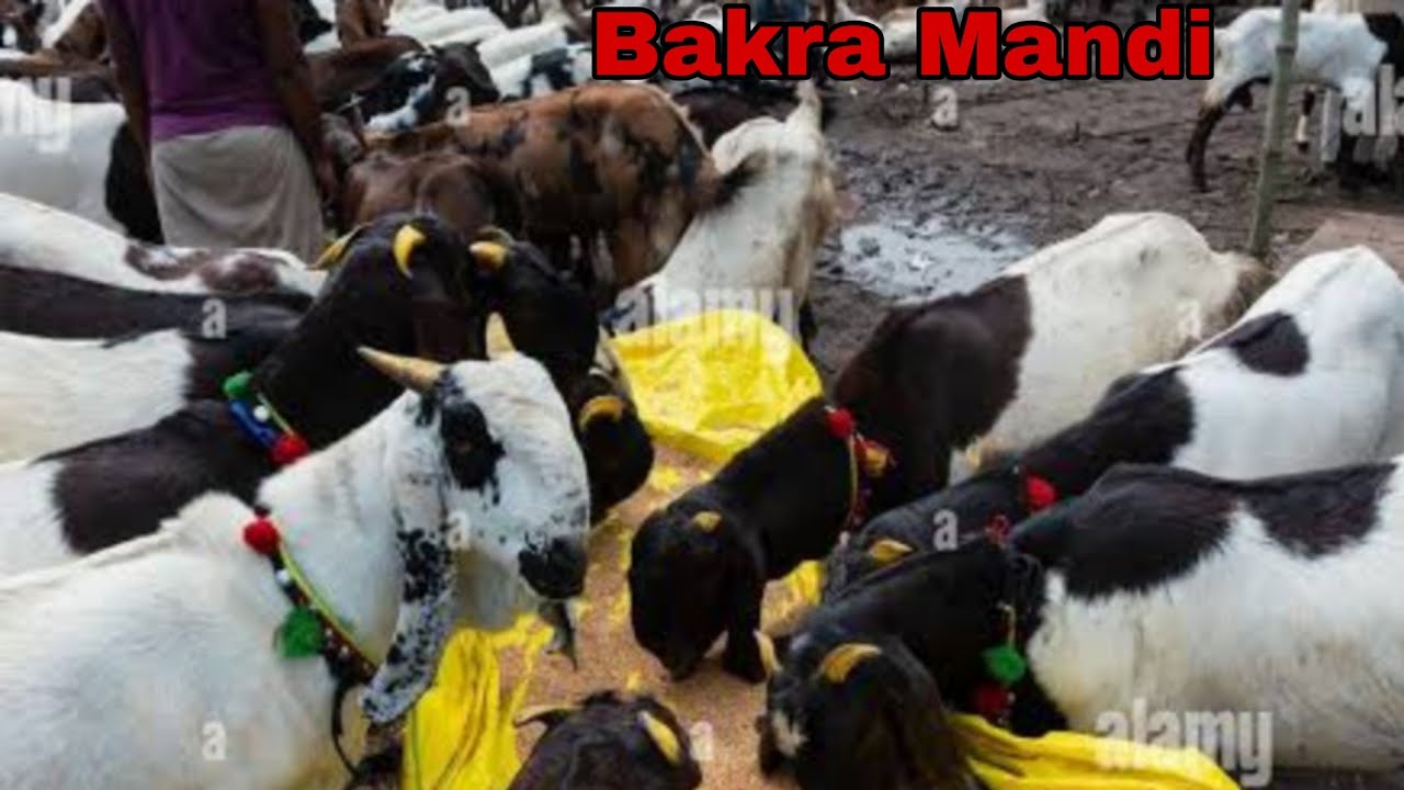 Humne Mandi se bakra🐐 kharida